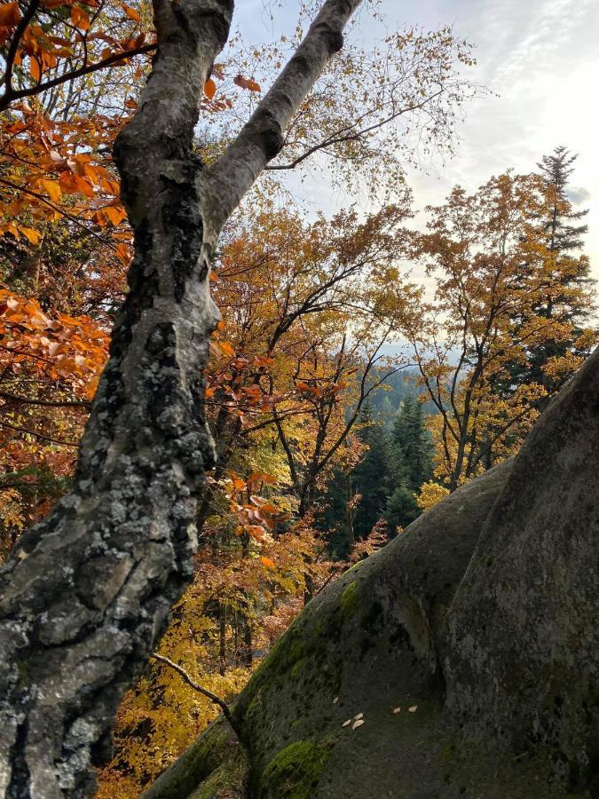 Hotel Glamping Pod Gwiazdami Pietrusza Wola Exteriér fotografie